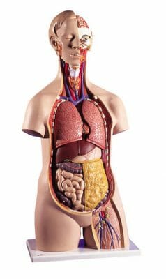 Wonderbaar De anatomie van het menselijk lichaam: systemen, organen en YC-83