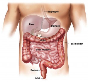 Abdomen