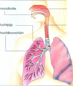 Acute bronchitis