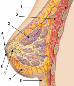 Areola
