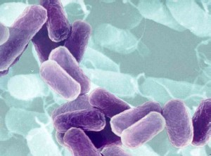 Bacteriën Bacteriën