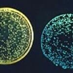Bacteriën