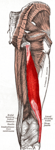 Biceps femoris