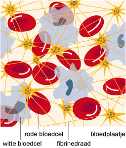 Bloedplasma Bloedplasma