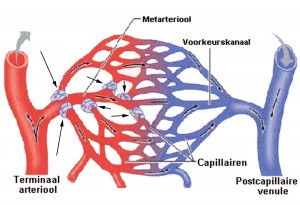 Capillairen