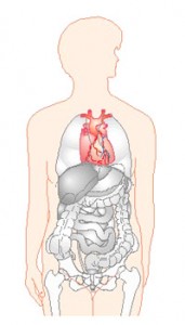 Cardiogene shock Cardiogene shock