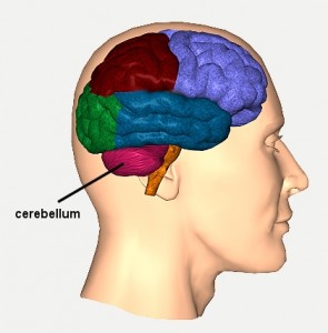 Cerebellum