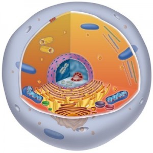Cytoplasma Cytoplasma