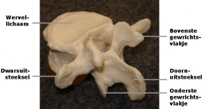 Dwarsuitsteeksel