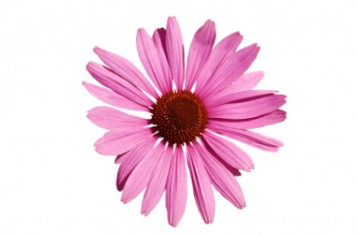 Echinacea