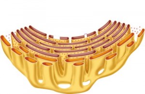 Endoplasmatisch reticulum Endoplasmatisch reticulum