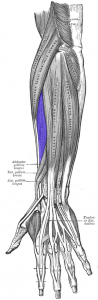 Extensor carpi radialis brevis