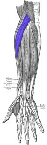 Extensor carpi radialis longus