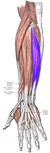Extensor carpi ulnaris