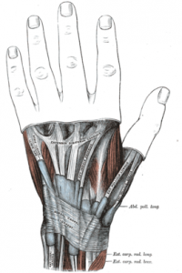 Extensor digiti minimi