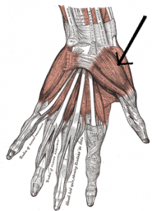 Extensor pollicis brevis