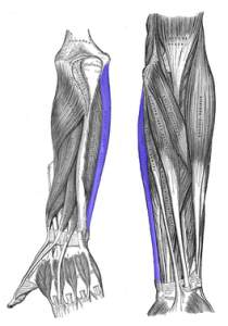 Flexor carpi radialis