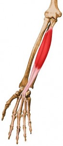 Flexor digitorum profundus