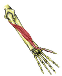 Flexor pollicis longus