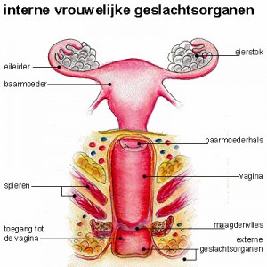 Genitaliën en voortplantingsorganen