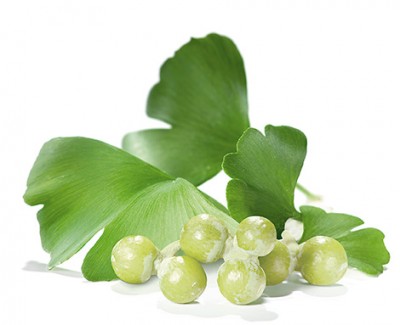 Ginkgo