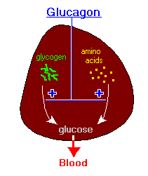 Glucagon | Algemeen | Menselijk Lichaam - Menselijk Lichaam