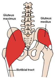 Gluteus maximus