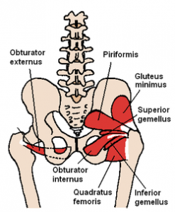 Gluteus minimus