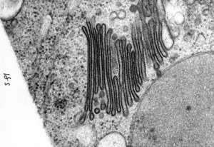 Golgi-apparaat