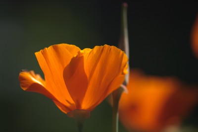 Goudpapaver