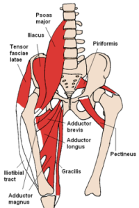 Gracilis