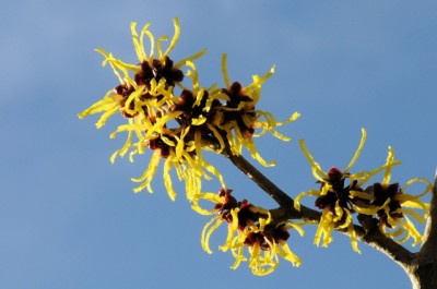 Hamamelis