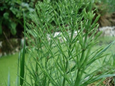 Heermoes