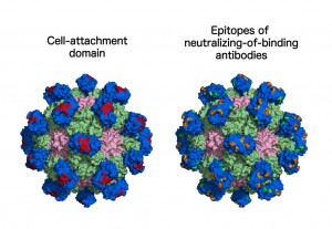 Hepatitis E