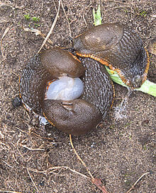 Hermafrodiet Hermafrodiet