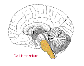 Hersenstam Hersenstam