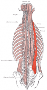 Iliocostalis cervicis