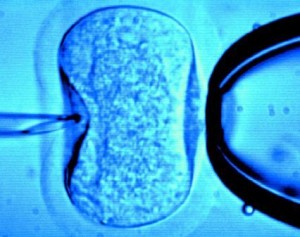 In vitro