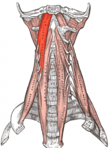 Interspinalis cervicis