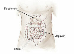Jejunum