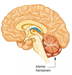 Kleine hersenen Kleine hersenen