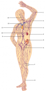 Klier