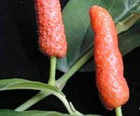 Lange peper