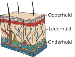 Lederhuid Lederhuid