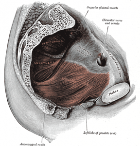 Levator ani-coccygeus