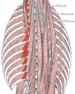 Levator costarum