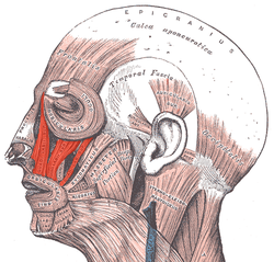 Levator labii superioris