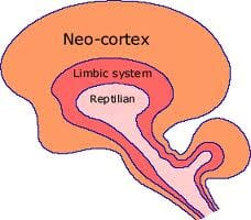 Limbisch systeem