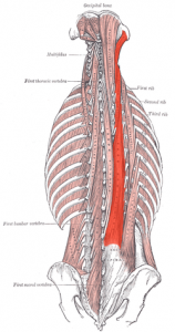 Longissimus cervicis