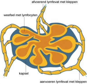 Lymfeknoop